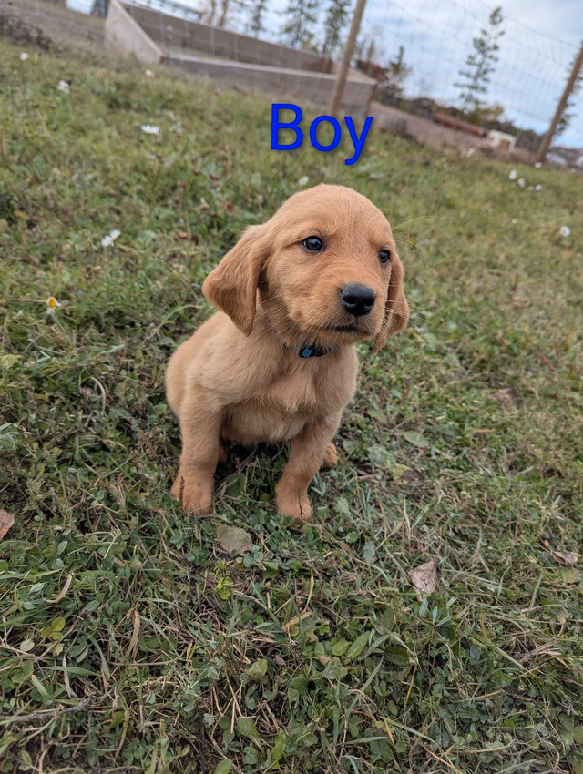 GOLDEN RETRIEVER pups! in Dogs & Puppies for Rehoming in Delta/Surrey/Langley - Image 4