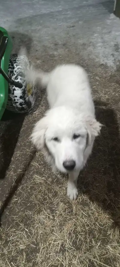 Puppies for sale, View more