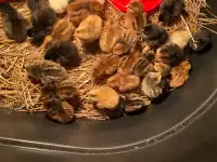 Day old Bym Chicks