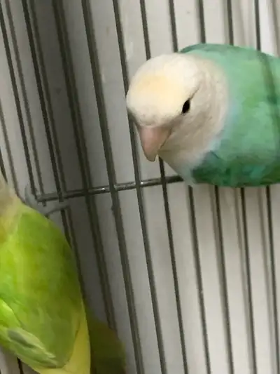 Lovebirds young and healthy, View more