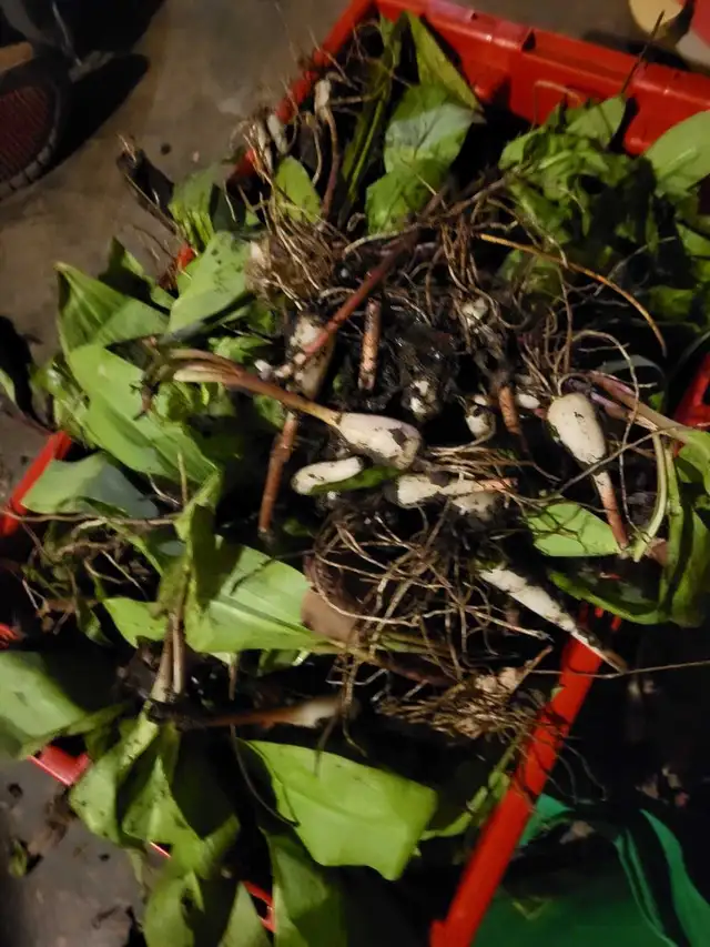 wild Garlic 456525206667939842