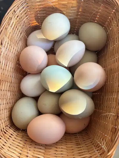 Fertilized Chicken Eggs , View more