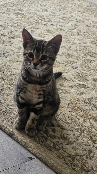 6 month old kitten, View more