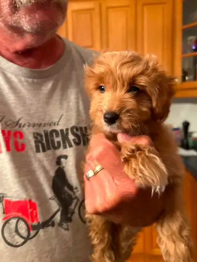 Loving  Cavapoo Puppies, View more