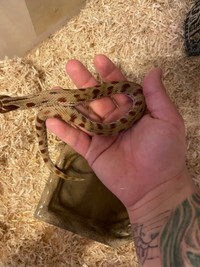 Male Proven breeder hognose snake 