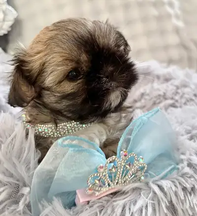 ♥️Tiny Maltshi Puppies♥️, View more