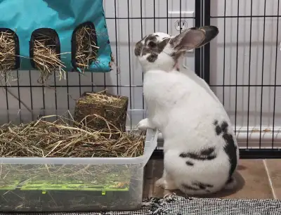 Rabbit & Guinea Pig Hotel, View more