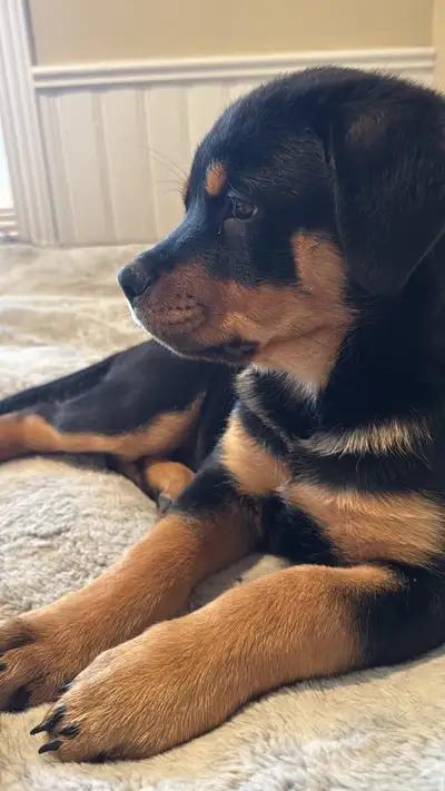 Last Female Rottweiler Puppy, View more