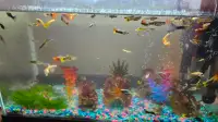 Fishes- Selling Colorfull Guppies 4$
