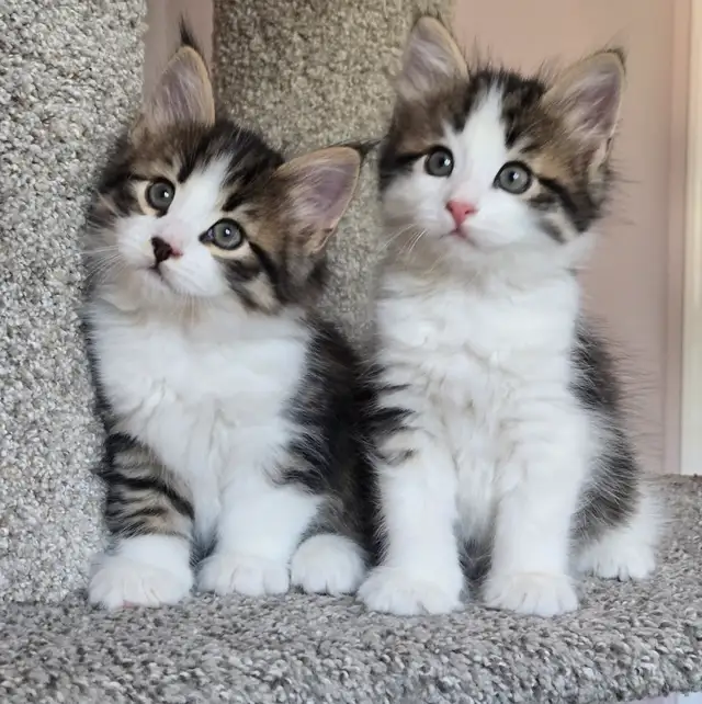 Beautiful TICA registered Siberian kittens