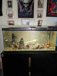 55 gallon aquarium set up to trade for a canister filter