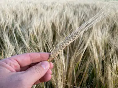 AAC Synergy 2 row malt barley - Certified Seed AAC Synergy is a 2 row malt variety with top yields a...