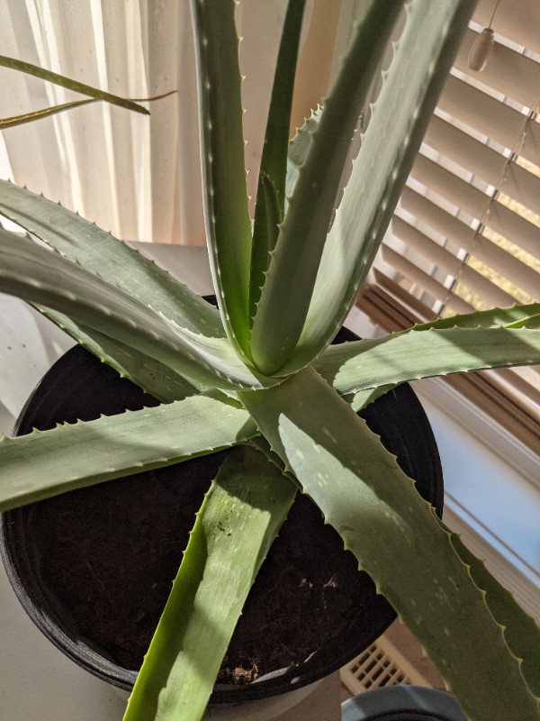 Brand New Large Aloe Vera Plant. Measurements see pictures in Other in Edmonton - Image 2