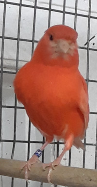 RED/ROSE MALE CANARY