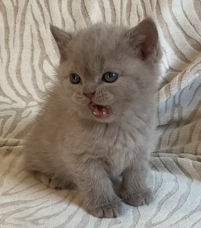 Bouncy Baby British Shorthair Kittens! 10 weeks old*READY NOW!* in Cats & Kittens for Rehoming in Moncton - Image 7