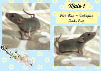 Adorable Baby Dumbo Rats