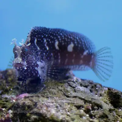starry blenny, View more