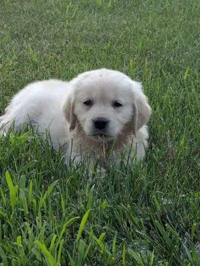 Golden Retriever Puppies, View more