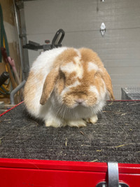 Holland Lop Available for Adoption!