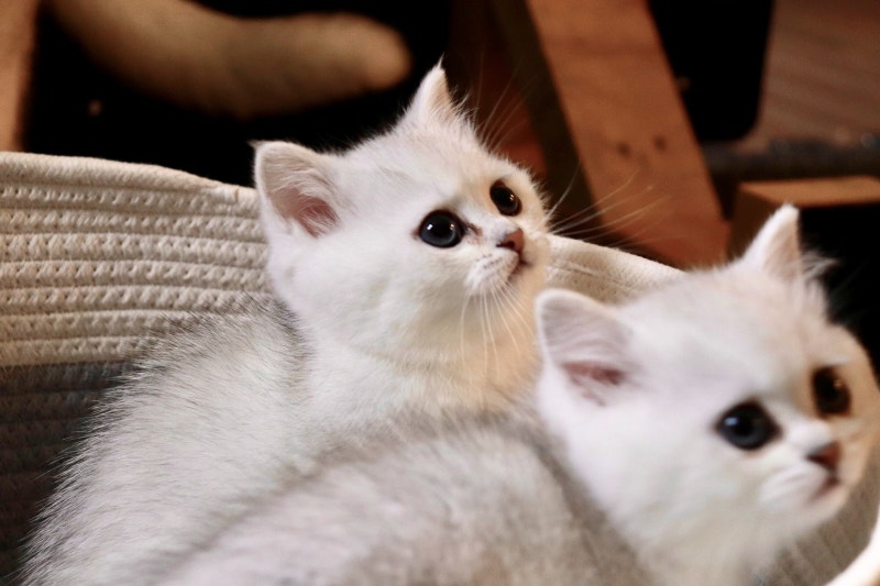 Purebred White British Shorthair Kittens Ready to go!! Cats
