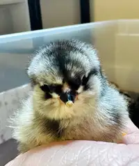 Chicks Available