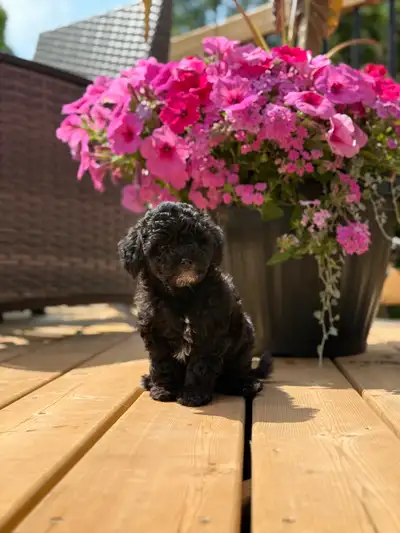 Adorable Tiny Pure Bred Poodles, View more