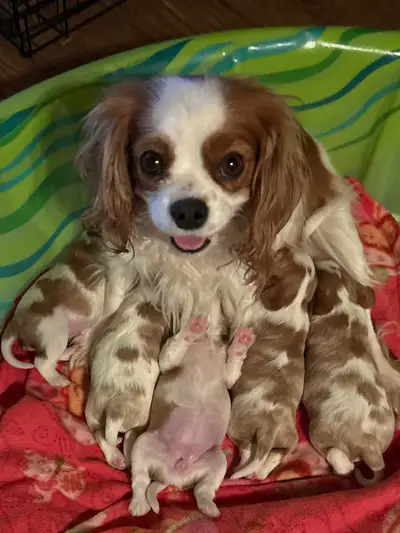 King Charles Cavalier puppies, View more