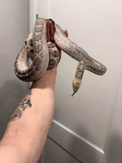 looking for bullsnakes, View more