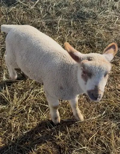 Ram Lamb Future Breeder, View more