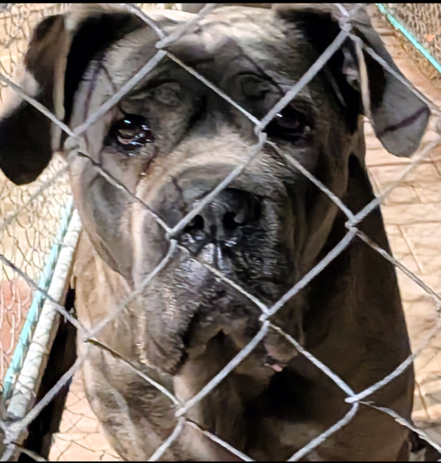 Cane Corso pups,, gray, blue, brindle , formentino in Dogs & Puppies for Rehoming in Markham / York Region - Image 4