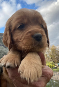 Golden Retriever/Cocker Spaniel Sport dogs