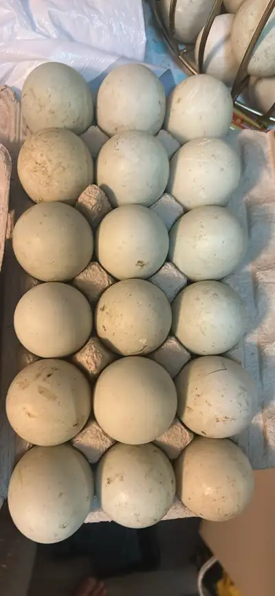 fertilized duck eggs, View more