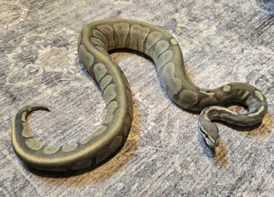 Female Cinnamon Ghost "Blue Ball". Eats frozen thawed medium rats. Never bred. Asking $250 or trade