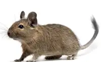 Rare South American Degu. Unique and awesome pets! 