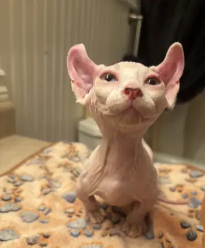 Hairless sphynx kittens, View more