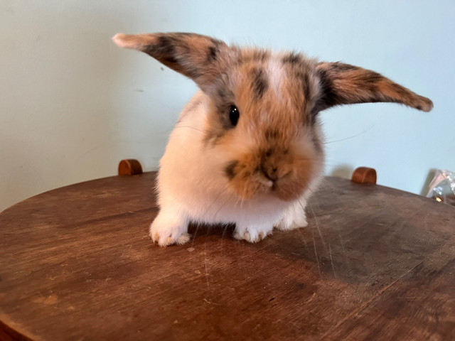 Holland Lop Male in Small Animals for Rehoming in Peterborough - Image 3