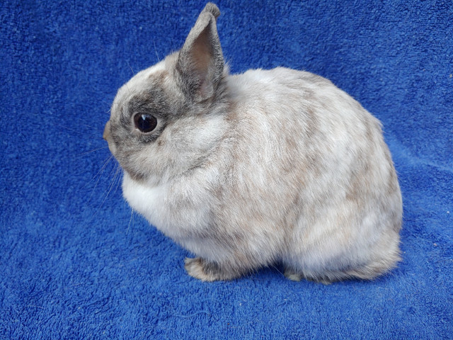 EXTRAORDINARY Lionhead, Netherland dwarf, Holland lop bunnies in Small Animals for Rehoming in Ottawa - Image 3