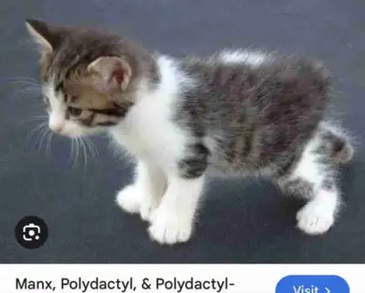 ISO Polydactyl bobtail/ Polydactyl Manx, View more