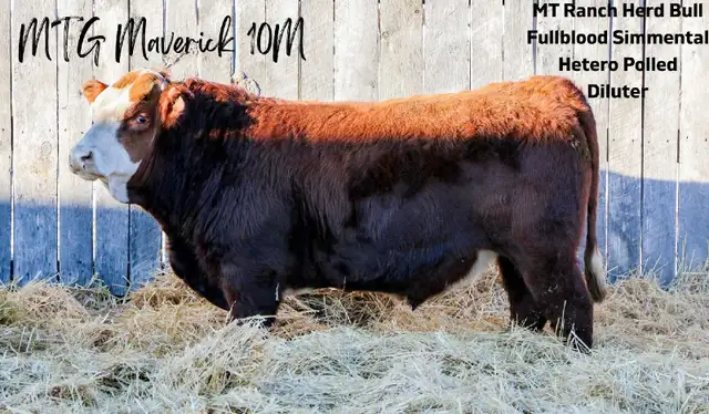 2 Year Old Simmental Bulls  in Livestock in Grande Prairie - Image 2