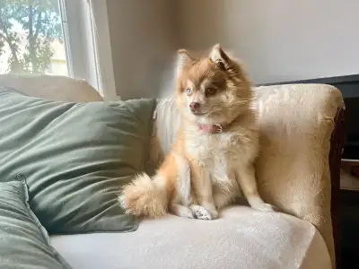 3yr old Female purebred Pomsky (husky/pomeranian) 6lb, View more