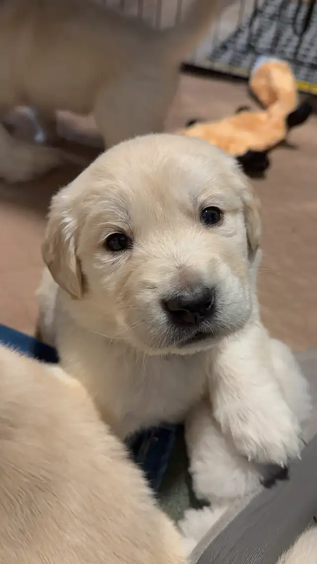One Male Purebred Golden Retriever Puppy to Rehome in Dogs & Puppies for Rehoming in Saint John - Image 4