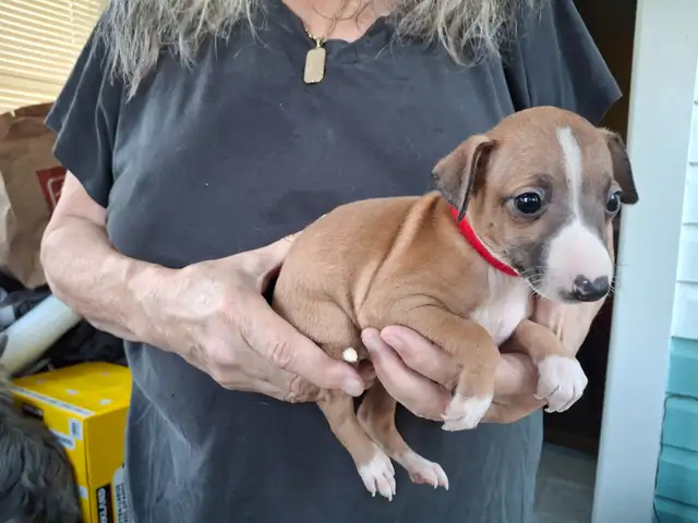 ITALIAN GREYHOUND PUPPIES - HEALTH GUARANTEED in Dogs & Puppies for Rehoming in Muskoka - Image 9
