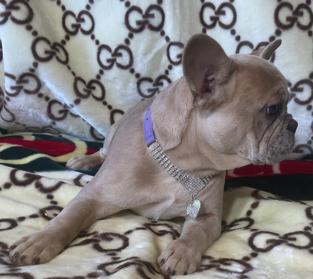 CKC French Bulldog Puppies in Dogs & Puppies for Rehoming in Edmonton - Image 2