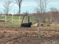 Highland cows