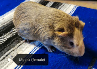 Female Guinea Pig