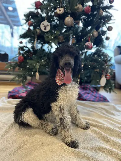 Standard poodle puppies, View more