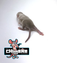 Élevage éthique de rats domestiques - Raterie Chimère