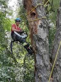 Climbing Bear Tree Care-Tree Removal/Pruning/Free Estimate-