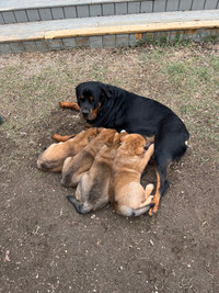 Rottweiler cross puppies 