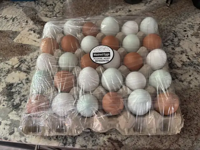 Farm Fresh Eggs (IN STOCK) in Livestock in St. Catharines - Image 4